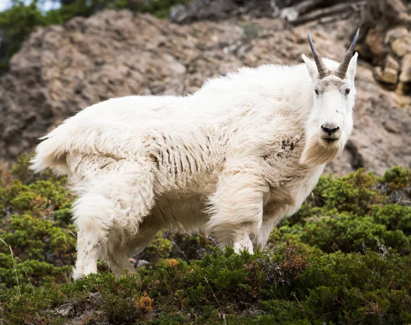 Cabra Montanha Selvagem Parque Nacional Jaspe Canadá — Fotografia de Stock