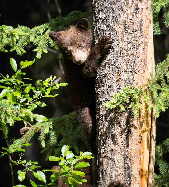 Família Urso Preto Natureza — Fotografia de Stock