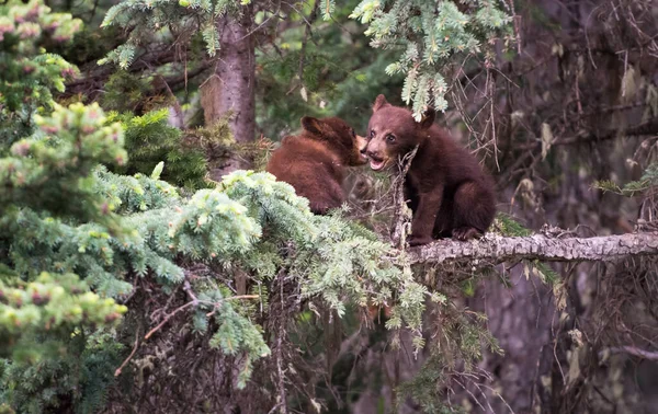 Μαύρη Αρκούδα Στην Άγρια Φύση — Φωτογραφία Αρχείου