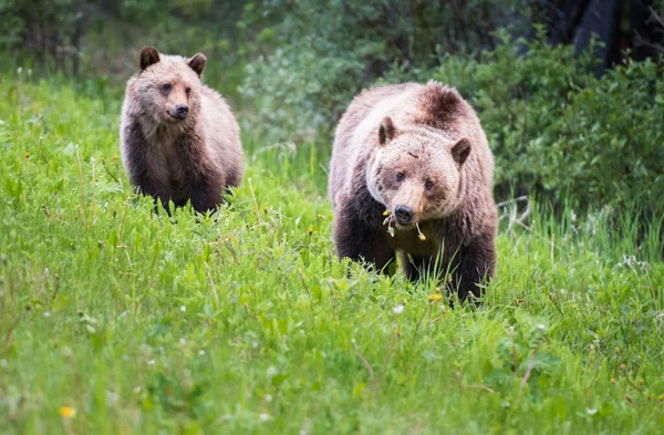 Grizzly Beer Het Wild — Stockfoto