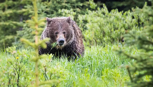 Urso Pardo Natureza — Fotografia de Stock