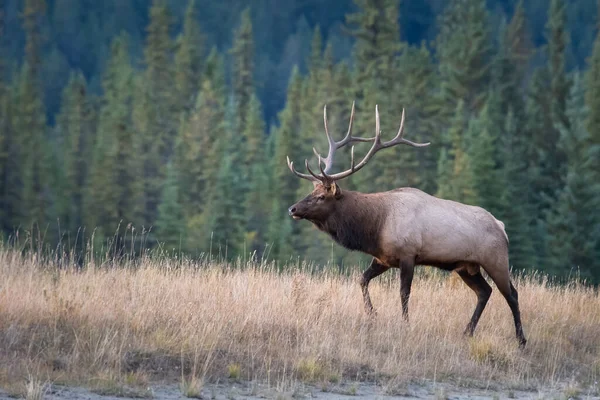 Wapiti État Sauvage — Photo