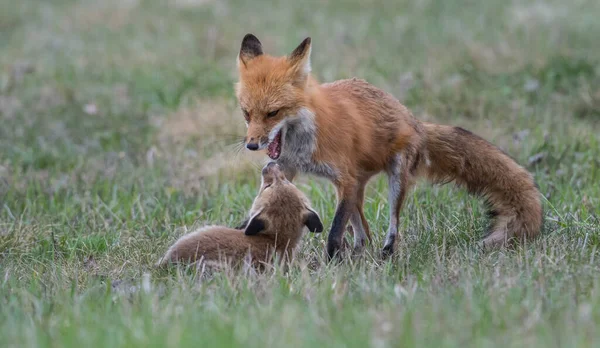 公園で一緒に捕獲されたかわいい赤いキツネ — ストック写真