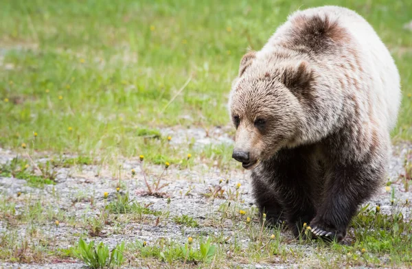Γκρίζλι Αρκούδα Στην Άγρια Φύση — Φωτογραφία Αρχείου