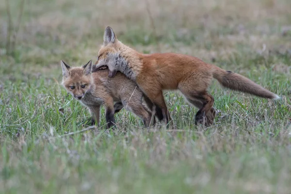 Mignon Renards Rouges Ensemble Capturés Parc — Photo