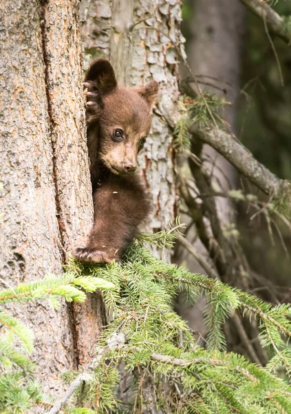 Família Urso Preto Natureza — Fotografia de Stock