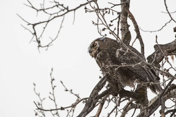 Great Horned Owl Wild Nature — Stock Photo, Image