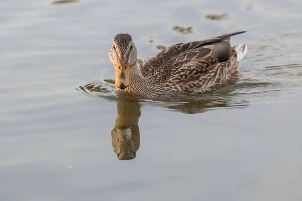 Stockente Freier Wildbahn — Stockfoto