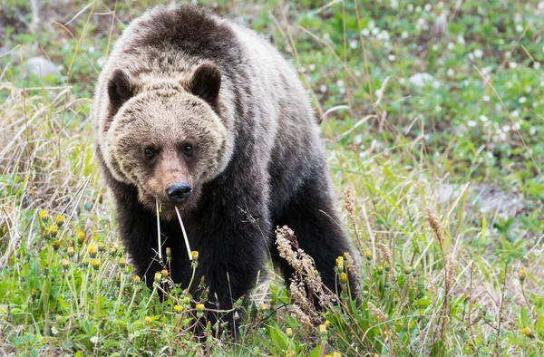 Urso Pardo Pardo Natureza Selvagem — Fotografia de Stock