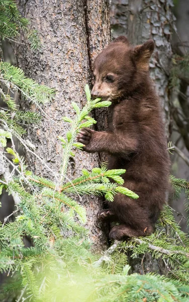 Famiglia Orso Nero Natura — Foto Stock