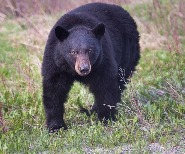 Zwarte Beer Het Wild — Stockfoto