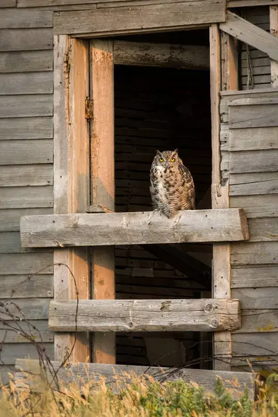 Grand Duc Amérique Dans Nature Sauvage — Photo