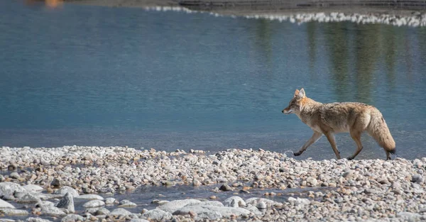 Vahşi doğadaki çakal.