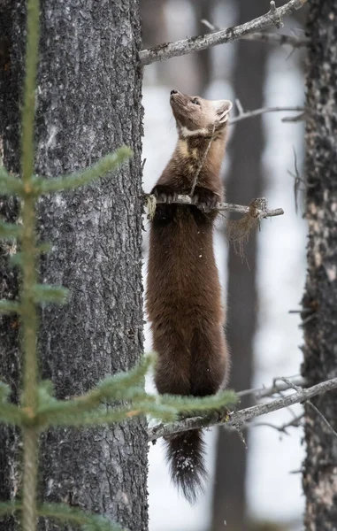 Pine Marten Sentado Árvore Banff National Park Alberta Canadá — Fotografia de Stock