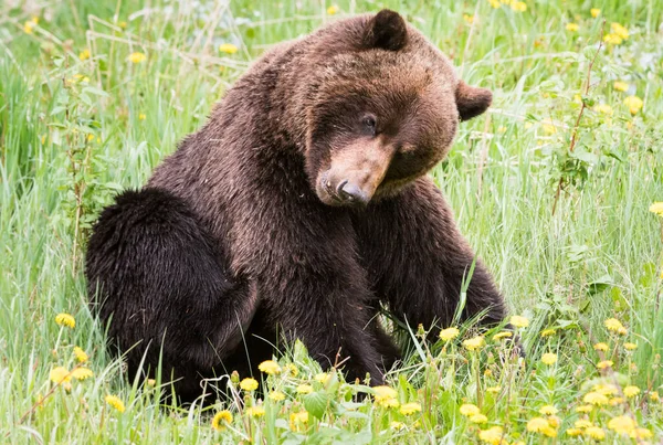 Medvěd Grizzly Divočině — Stock fotografie