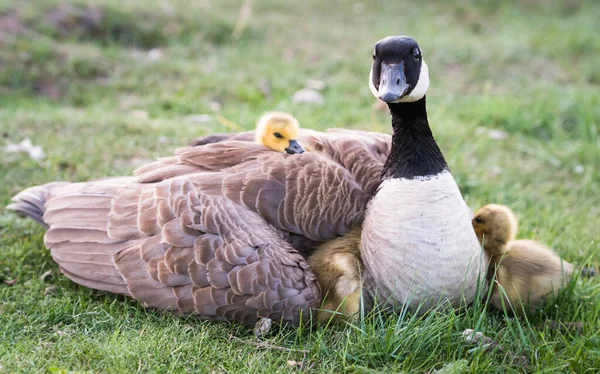 Canadá Família Gansos Natureza — Fotografia de Stock