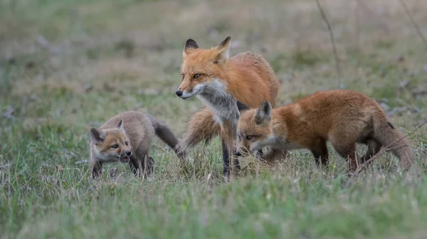 公園で一緒に捕獲されたかわいい赤いキツネ — ストック写真