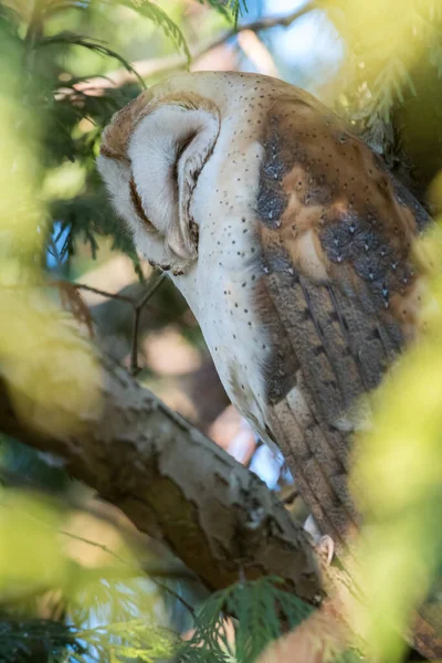 Owl Wild Nature — Stock Photo, Image