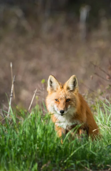 Scenic View Beautiful Red Fox Park — Stock Photo, Image