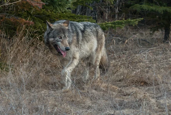 Loup Gris Dans Nature Sauvage — Photo