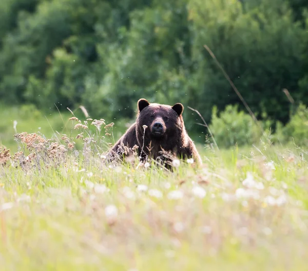 Grizzly Bear Wild — Stock Photo, Image