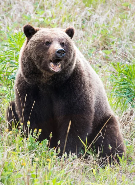 Orso Grizzly Natura — Foto Stock