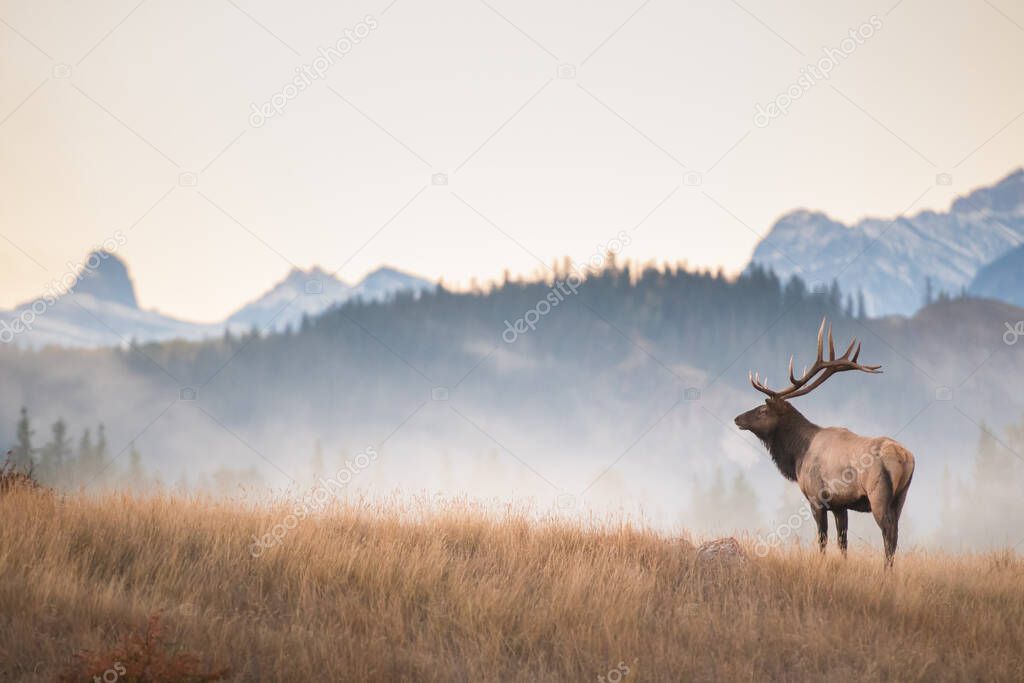 Bull elk during the rut