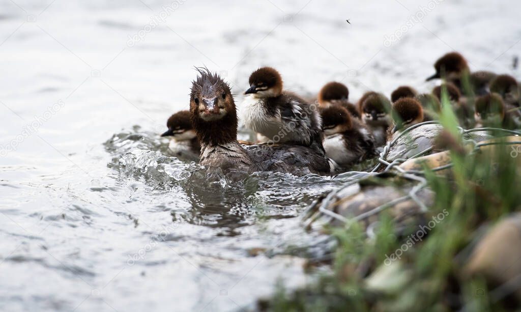 Merganser family in the wild