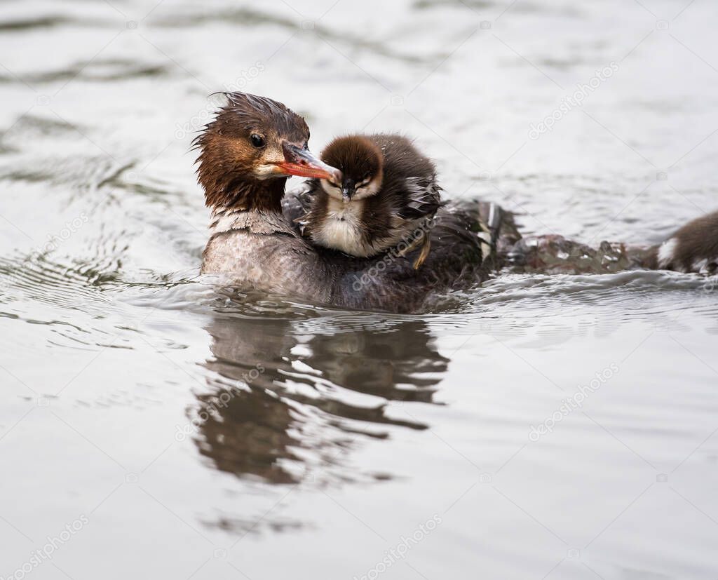 Merganser family in the wild