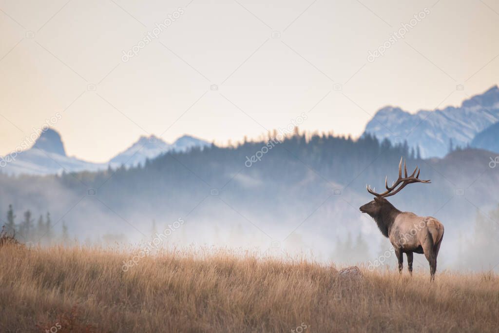 Bull elk during the rut