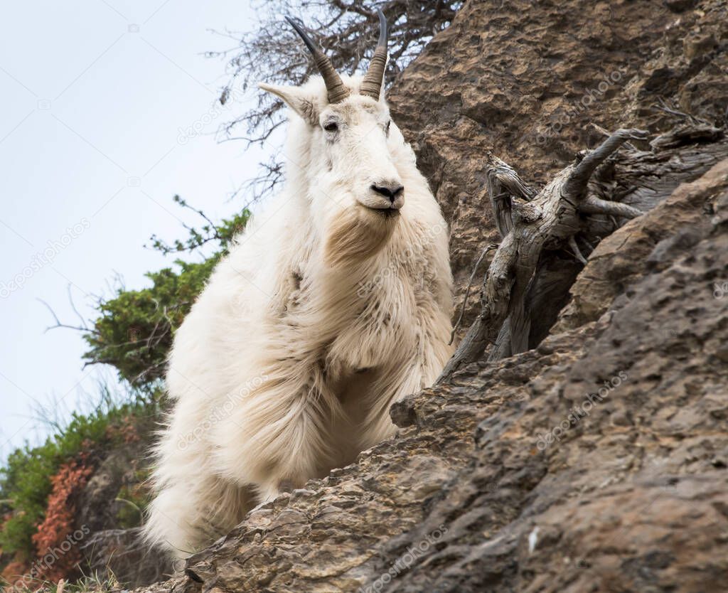 Mountain Goat in  wild, national park, jasper, canada