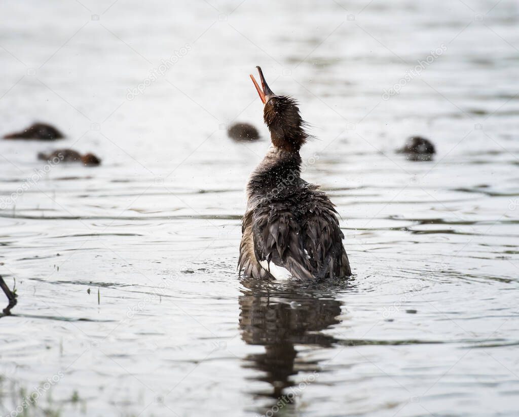 Merganser family in the wild