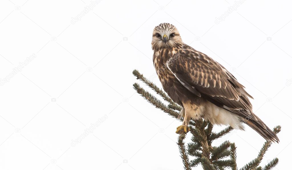 scenic view of Rough legged Hawk at wild nature