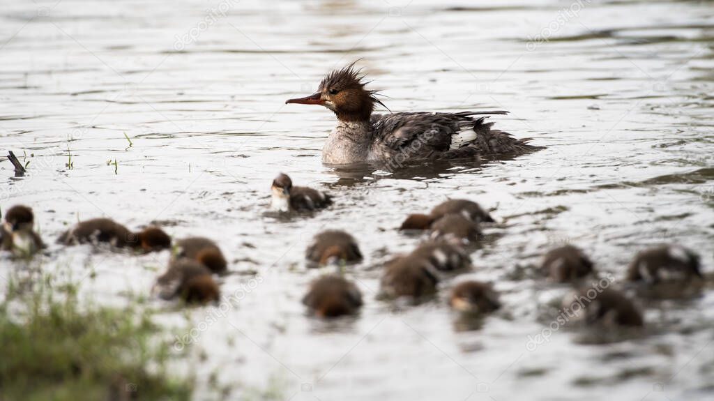 Merganser family in the wild