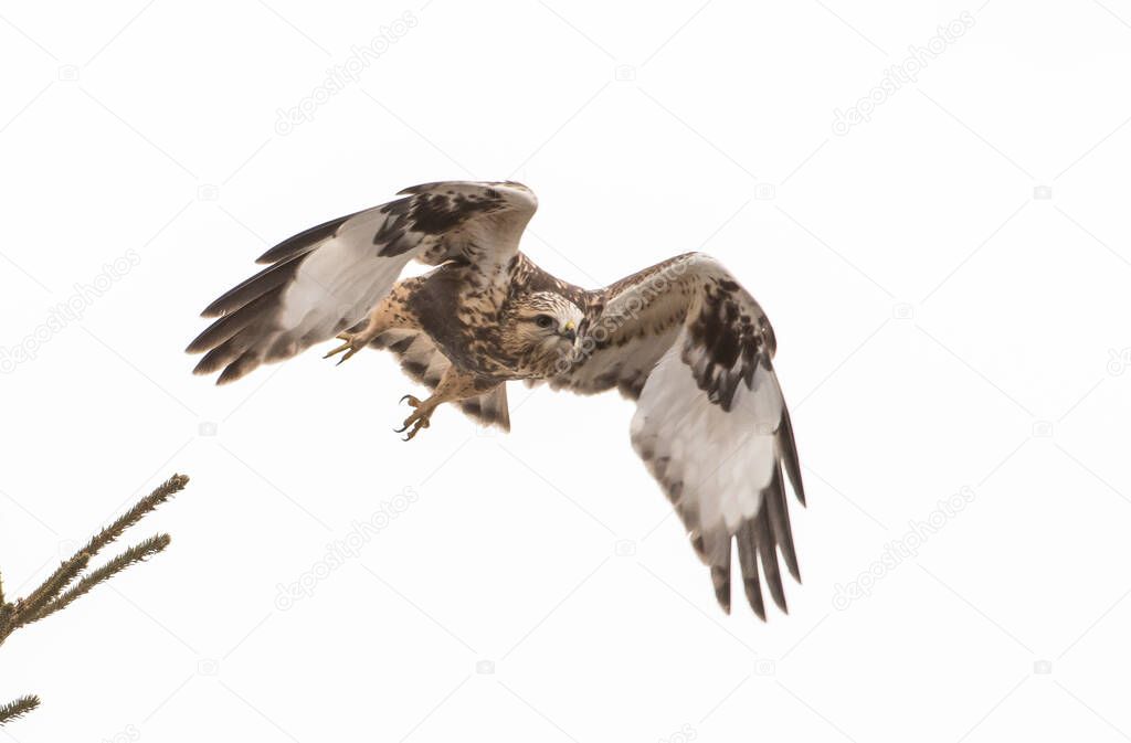 scenic view of Rough legged Hawk at wild nature