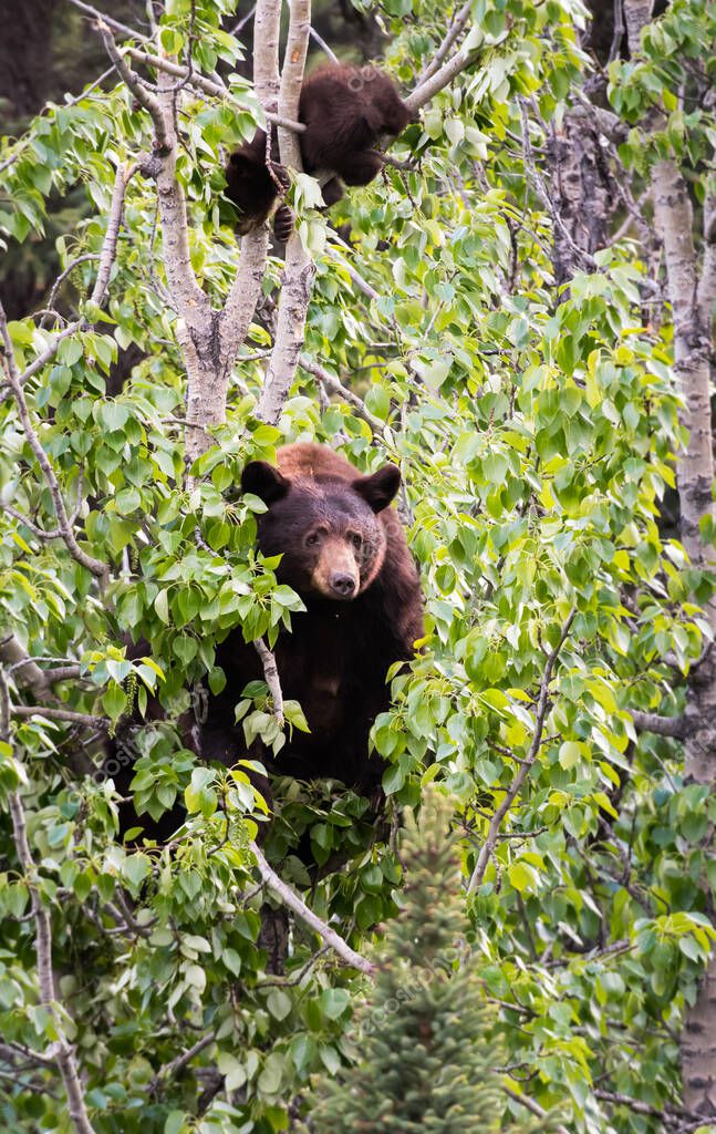jill@ghostbear.org