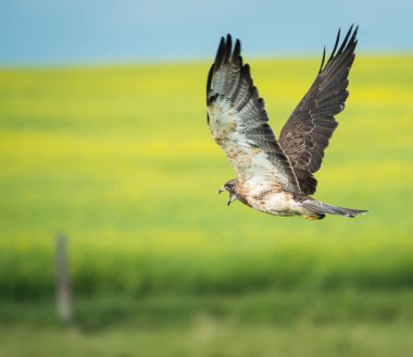 Görkemli şahinin vahşi doğadaki manzarası.