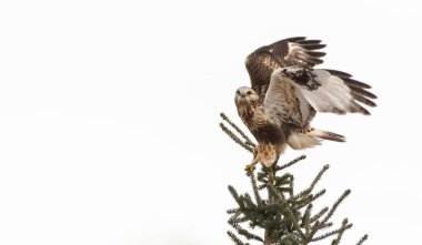 Kaba bacaklı Şahinin vahşi doğadaki manzarası