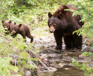 Kara ayı vahşi doğada