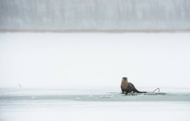 Kışın nehir samurları