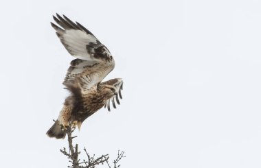 Kaba bacaklı Şahinin vahşi doğadaki manzarası