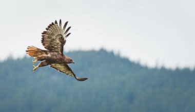 Görkemli şahinin vahşi doğadaki manzarası.