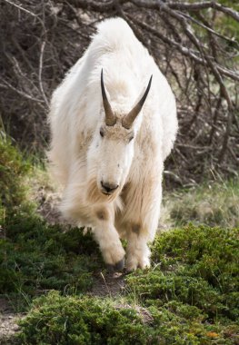 Dağ Keçisi vahşi, ulusal park, Jasper, Kanada