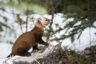Banff Ulusal Parkı, Alberta, Kanada 'da ağaçta duran çam mermeri.