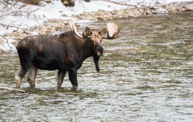 Ulusal parkta boğa geyiği, Jasper, Kanada