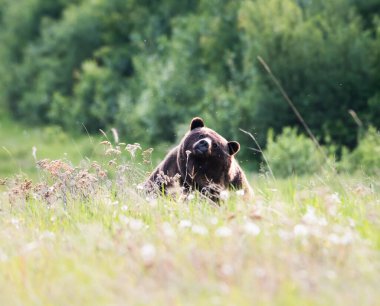 Vahşi doğada boz ayı