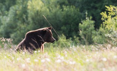Vahşi doğada boz ayılar