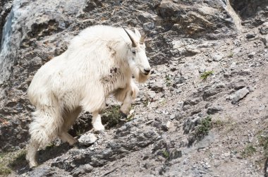 Dağ Keçisi vahşi, ulusal park, Jasper, Kanada