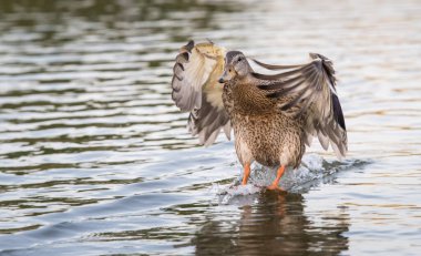 Yaban ördeği doğada