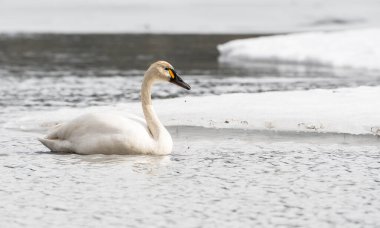 Vahşi doğada kuğu